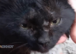 Неизвестные стреляют из пневмата по домашним котам на улице Милиционной в Шахтах