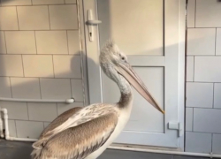 Пеликан, спасенный из-под льда, восстанавливается в парке "Малинки"