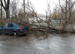 В Новошахтинске дерево упало на «Рено-Логан»
