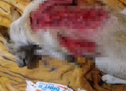 Живодеры пытались содрать шкуру с живой собаки в Шахтах