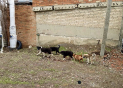 Стая бездомных собак пугает детей у детского сада в поселке 50 лет Октября в Шахтах