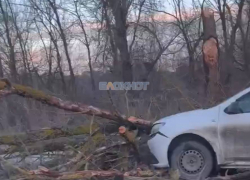 Дерево упало прямо перед автомобилем во время движения по Енисейскому переулку в Шахтах