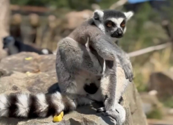 Кошачьи лемуры из Ленинградского зоопарка прибыли в парк "Малинки"