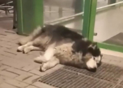 Волонтёры из Шахт спасают тяжело раненого хаски 