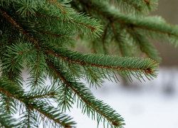 Новую городскую елку установят в Шахтах