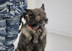 В Ростовской области попрощались со служебным псом Вегасом, завершившим свою карьеру