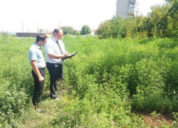 За нескошенную амброзию оштрафовали города Ростовской области, в их числе и Шахты