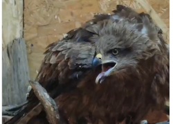 Краснокнижный коршун, который попал в аварию на дороге, будет жить в «Малинках»