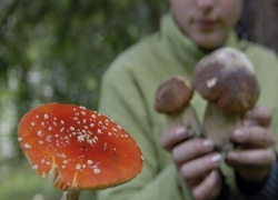 В Шахтах зарегистрировано отравление дикорастущими грибами