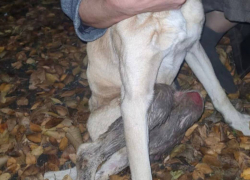 Собака, зашитая в мешок и имеющая огнестрельные ранения, была обнаружена недалеко от Шахт