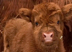 На свет появился теленок редкой породы в парке «Лога»