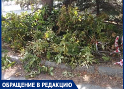 Под елками и каштанами на Донском в Шахтах выросла свалка веток: Светлана Кравцова возмущена
