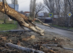 Половина поселка Артем осталась без света из-за падения дерева