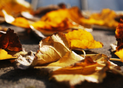 Будет солнечно, но к концу недели пойдет дождь