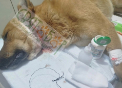 Волонтеры из Шахт спасли жизнь псу, которому перерезало горло проволокой