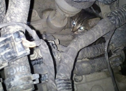Двух котят спасли из моторного отсека заведённого автомобиля в Шахтах 