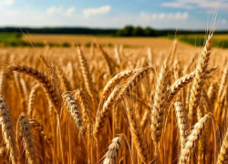 Под Шахтами фермер получил предостережение за неправильную дозировку пестицидов