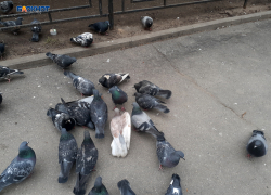 Дожди с грозами местами пройдут в Шахтах, станет немного прохладнее