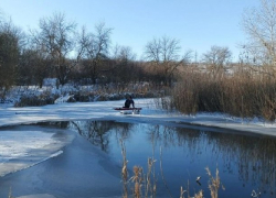 В Ростовской области спасли лебедя, оставшегося на льду рядом с телом мертвой подруги