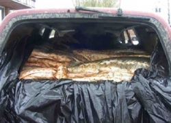  На трассе Шахты - Цимлянск два водителя пытались перевезти 250 киллограмм рыбы