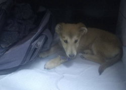 Щенок, которого выбросили в сумке с пиццей и колбасой в Шахтах, погиб