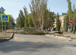 Рухнувшее под порывом ветра дерево перегородило улицу Ленина в Шахтах