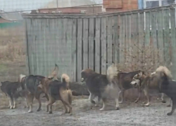 Стая собак пугает жителей поселка Красина в Шахтах 
