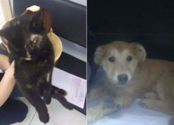 Кошка и щенок, спасенные волонтерами в Шахтах, идут на поправку