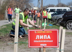 Около детского сада № 46 в Шахтах появилась аллея из молодых лип