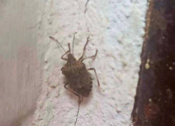 Жители Шахт столкнулись с нашествием коричневых мраморных клопов