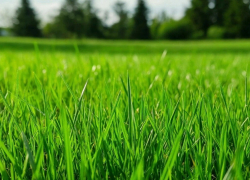 18 млн рублей выделили на покос карантинной растительности в 2026 году 