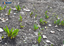 Мороз и солнце: что за весна такая