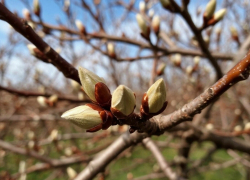 На первых выходных апреля шахтинцев ожидает тепло вместе с дождем