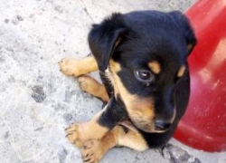 «Он очень занятный, совсем еще глупый, доверчивый пес»: шахтинцев просят помочь в поиске собаки