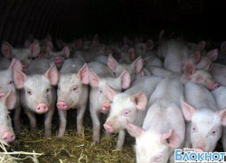 Шахтинцам продавали мясо, не прошедшее контроль 