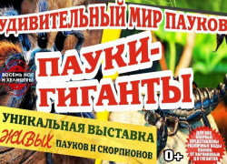В краеведческом музее города Шахты временно поселились пауки-гиганты и скорпионы