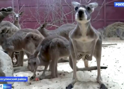В Парке "Малинки" появились новые жители из Австралии