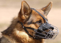 Жизнь собачья: шахтинцам запретят выгуливать своих питомцев без намордника и поводка