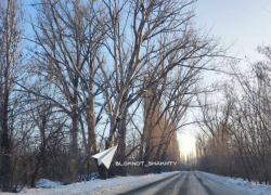 Сухие деревья на Наклонной в Шахтах вот-вот упадут на дорогу