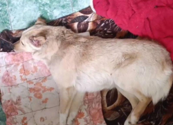 Волонтеры из Шахт спасают собаку, которую избили и ранили выстрелом