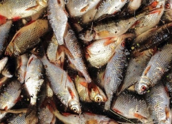  В Шахтах поймали торговцев протухшей рыбой