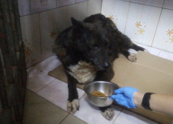 Волонтеры из Шахт спасают собаку с серьезными травмами