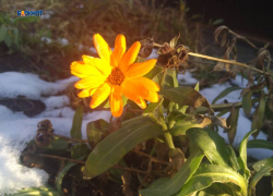 Синоптики обещают снег и прояснение