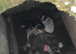 Две бездомные собаки стали пленниками коварного колодца в Шахтах