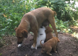 Живодеры в Шахтах устроили бойню под окнами жилых домов