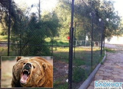 Владельца базы отдыха под Шахтами, в которой медведь откусил ребенку руку, не будут судить из-за амнистии