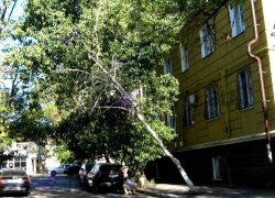 В Шахтах два аварийных дерева могут представлять опасность для жителей