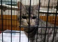 Волонтёры спасли больного кота, брошенного на морозе в Шахтах