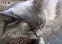 Накануне Нового года пройдет льготная стерилизация питомцев