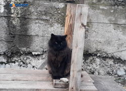 К вечеру небо прояснится, обещают синоптики